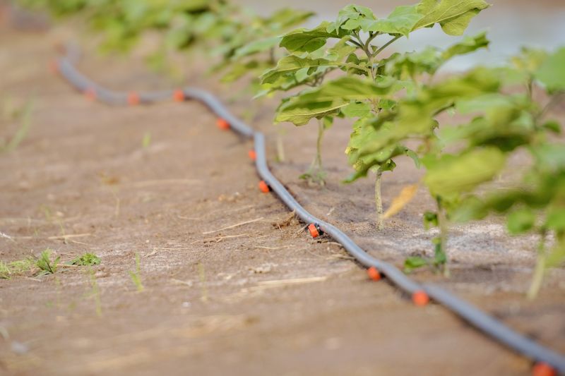 Drip Irrigation Installation in Honolulu, HI