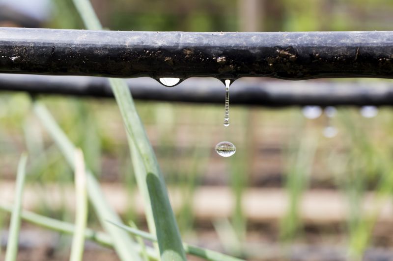 Mist Irrigation Installation in Ventura County, CA